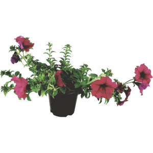 VLOEIENDE SURFINIA VAAS 14cm fuchsia