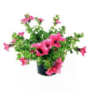 SURFINIA DRUPPENDE VAAS 14cm roze