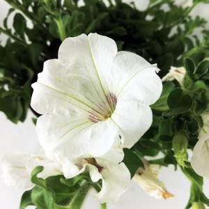 fiore bianco di SURFINIA RICADENTE