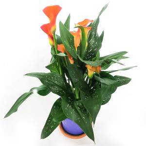 CALLA ZANTEDESCHIA VASO 13cm fiore arancione