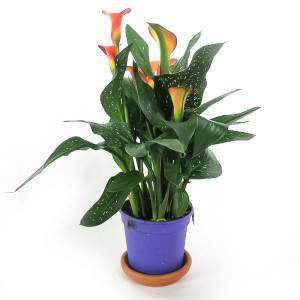 CALLA ZANTEDESCHIA i VAS