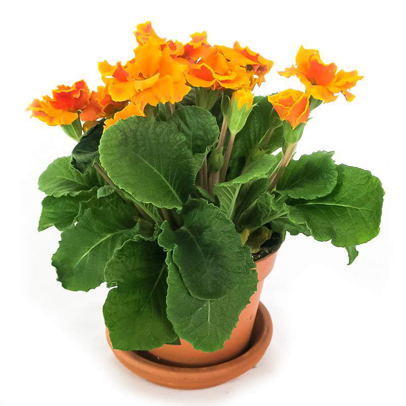 PRIMULA FLOWER DOUBLE YELLOW VASE 10cm