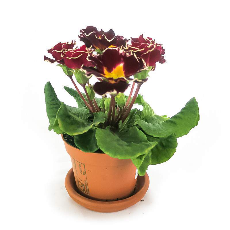 PRIMULA FLOWER DOUBLE RED VASE 10cm