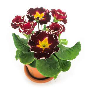 PRIMULA BLUME DOPPELTE ROTE VASE 10cm