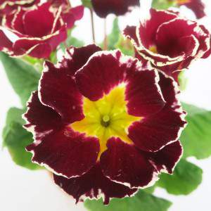 PRIMULA FLOWER DOUBLE RED VASE 10cm