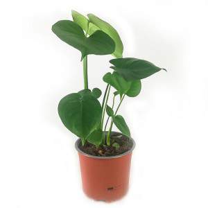 Monstera deliciosa - plante trouée