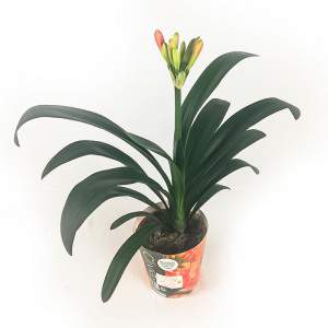 Clivia Miniata Vaas 13cm