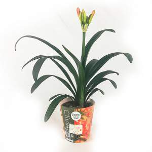 Clivia Miniata Vaas 13cm