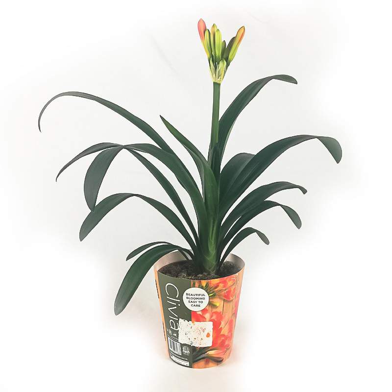 Clivia Miniata Vase 13cm