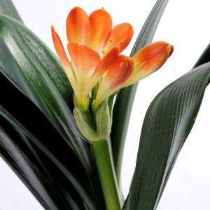 flor clivia miniata