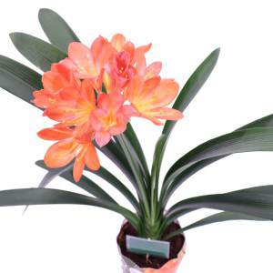 Clivia Miniata Vaso 13cm