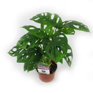 Monstera obliqua - gatenplant - Monkey Leaf