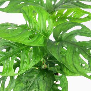 Monstera obliqua - plante trouée - Monkey Leaf