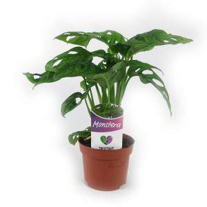 Monstera obliqua - gatenplant - Monkey Leaf