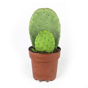 OPUNTIA or PRICKLY PEAR