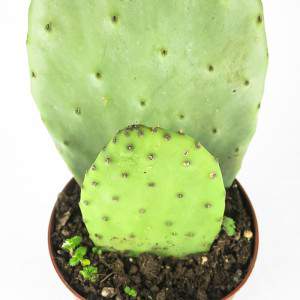 OPUNTIA or PRICKLY PEAR