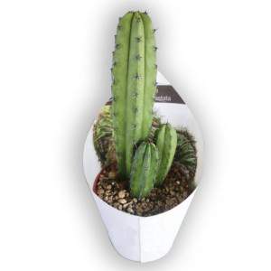 Jarrón Myrtillocactus geometrizans 10cm