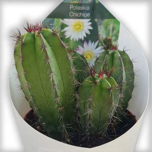 Polaskia chichipe Wazon 10cm