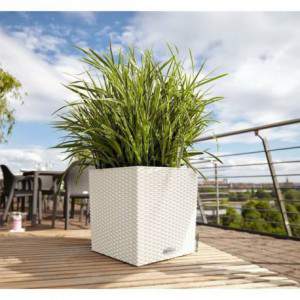 Vaso Lechuza Cube Cottage...