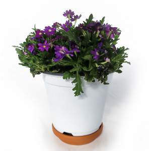 Jarrón Verbena 14cm Morado