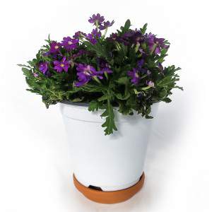 Vase Verveine 14cm Violet