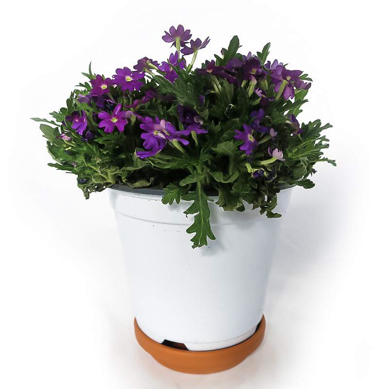 Verbena vase 14cm Purple Verbena vase 14cm Purple