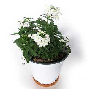 Verbena vaso 14cm bianca