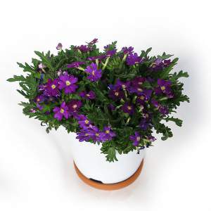 Jarrón Verbena 14cm Morado