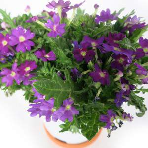 Jarrón Verbena 14cm Morado