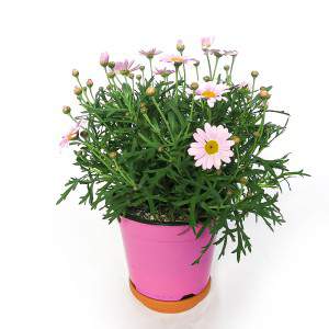 Daisy vaas 14cm roze