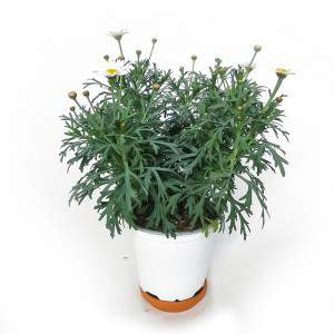 Daisy vase 14cm white