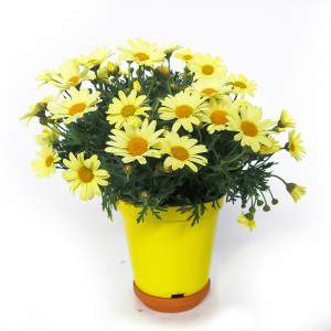 Daisy vase 14cm yellow