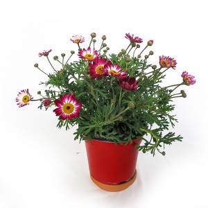 Daisy vaas 14cm rood