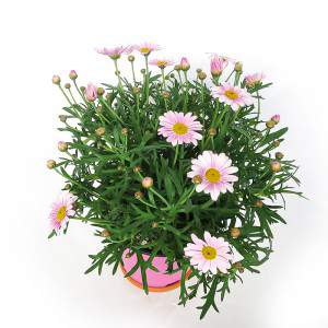 Daisy vaas 14cm roze