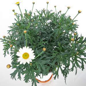 Daisy vaas 14cm wit