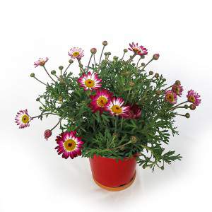 Daisy vaas 14cm rood