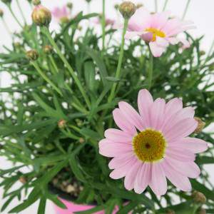 Daisy vase 14cm pink