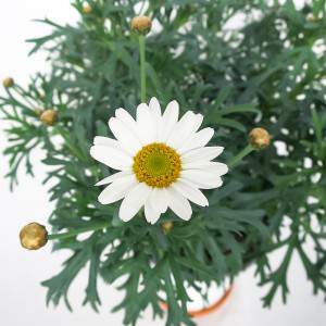 Daisy vaas 14cm wit