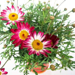 Daisy vaas 14cm rood