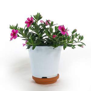 CALIBRACHOA VASO 14cm