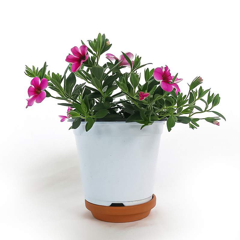 CALIBRACHOA VASE 14cm PINK