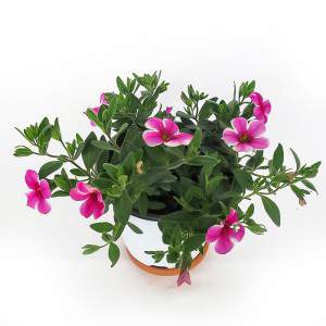 CALIBRACHOA VAAS 14cm ROZE