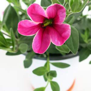 CALIBRACHOA VASE 14cm PINK