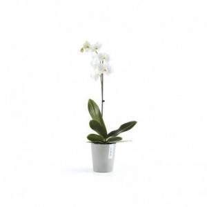 Ecopots Morinda Vase for...