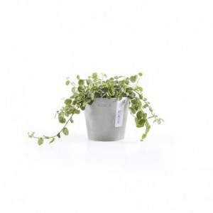 Vaso Ecopots Amsterdam Mini...