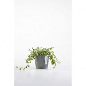 Vaso Ecopots Amsterdam Mini...