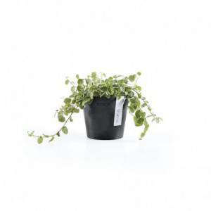 Vaso Ecopots Amsterdam Mini...