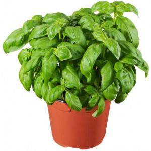 Italian basil in different varieties