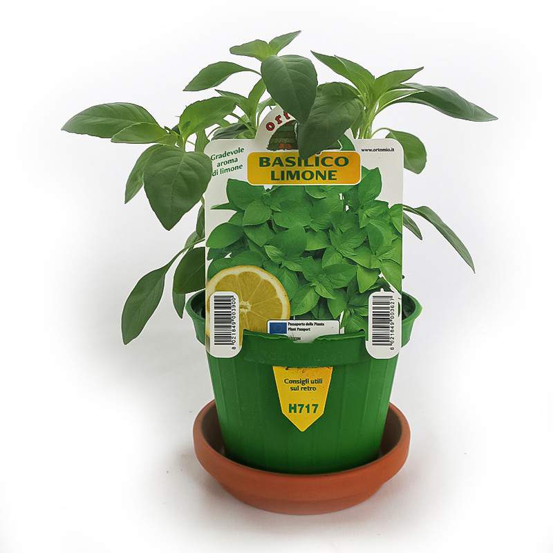 Basilico limone Basilico limone