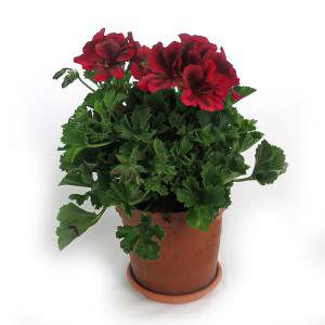 FLORERO GERANIUM MACRANTA 14CM